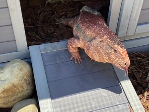 SETTING UP NEW OUTDOOR TEGU ENCLOSURE!!!!