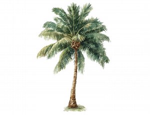 12x Palm Tree PNG Clipart, Watercolor Tropical Trees Clip Art Set, Printable Beach Vacation Illustration, Digital Download, Transparent PNG