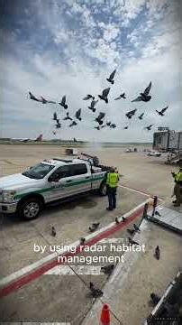 What Really Happens When a Bird Hits a Jet Engine? ✈️🐦 | Aviation Facts.