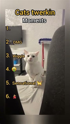 cats Twerking #cat #cutecat #viral