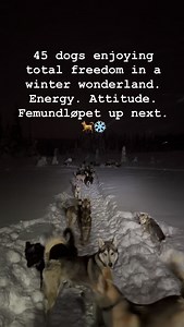 #doglove #husky #huskylove #appetitt_hund_og_katt #provit_norsk_dyremat | Thomas Wærner Berserkkennel