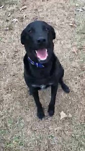 4.5K views · 223 reactions | ❤️AVAILABLE FOR ADOPTION! PLEASE SHARE!❤️️ Marshall is a 18 month old wonderful boy! He loves to "shake" your hand! Apply at www.labrescue.net | Lab Rescue OK, Inc. | Facebook