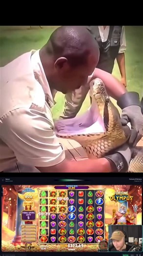 Wild Horizon on Instagram: "The Green Anaconda (Eunectes murinus) is widely recognized as the heaviest and one of the longest snakes in the world. Found primarily in the swamps, marshes, and slow-moving rivers of South America’s Amazon and Orinoco basins, these giants are members of the boa family. While they are not the absolute longest—a title held by the Reticulated Python—the Green Anaconda’s sheer girth and muscle mass make it far more massive, with some individuals reaching weights of over