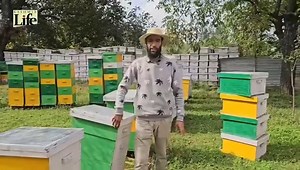 Budgam: Kashmir’s Honey Village Yields 700kg Pure Honey Under the HADP scheme, Mushtaq Ahmad from #Ramhama, #Budgam, established a successful #apiculture unit producing 700kg of pure #honey, creating jobs and empowering local youth. Watch a report by #ManzoorAhmad | Kashmir Life
