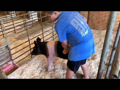How to Train Your Showpig