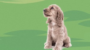 Do you know someone—or are you someone—who didn’t fit the traditional profile for success, yet found the way to the top? That's an underdog! Visit https://bit.ly/2HKl21e to register for our April 25 #DDIwebinar to explore the "dark side" of these underdog stories we all love so much. #HiddenPotential #UnleashPotential | DDI