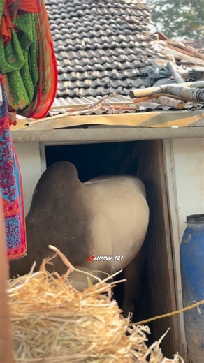 Chinnu 121 | ಯಾರಿವನು? ? . . . . . . .#horihabba #horihabba #horihabbathebullrace 100 #bulllover #bullrace bulls bull bollywood buttercream haveri have... | Instagram