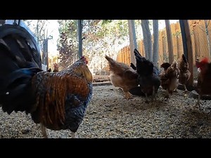 Backyard Chickens Fun 2 Hour Long Continuous Sounds Noises Hens Clucking Roosters Crowing!
