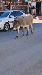 75K views · 3.1K reactions | Oatman, Arizona: Where the Past Meets the Present (and Donkeys Roam Free) | Route 66 Road Relics | Facebook