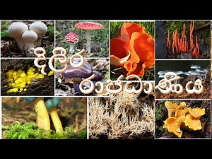 Kingdom Fungi | දිලීර රාජධාණිය හැඳින්වීම | AL biology lessons in sinhala - biology
