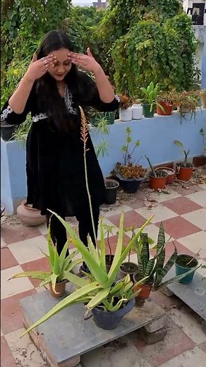 Kya main iss saal crorepati ban paungi?🤑❌🌱 Aloe Vera's flower = GOLD!🌿 #plants #gardening #garden
