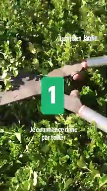 Comment bien tailler une bordure de buis ?