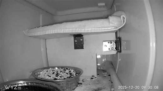 My squirrels are enjoying their two-story home with thermostat-controlled heated floors, video surveillance, and all-you-can-eat corn, sunflower seeds, peanuts, and water. It's still new to them, so they haven't really explored the loft area. Nerd alert - I haven't tested it yet, but I believe the shiny surface of the cooler walls is messing with the infrared camera (that's why it looks wonky). | Chris Robinson