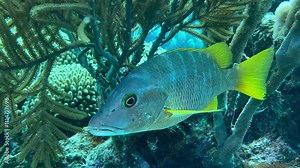 Schoolmaster snapper amidst coral reefs in the Caribbean