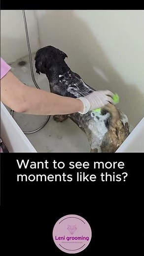 Adorable Bath Time! Dog Enjoys Professional Grooming!