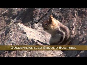 Sierra Squirrels & Chipmunks
