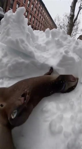 Snow Day With My Otter Gone Wild! 🤣❄️ #shorts #funny #cute #animals #otter #viral #christmas