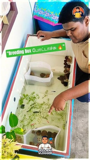 Molly Fish About to Give Birth?! 😱 Breeding Box Setup #aquarium #experiment #mollyfish