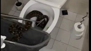 Snaking the drain? 8-foot python removed from toilet
