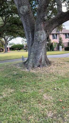 13 reactions | Tree health starts and ends with root health. Aerating, fertilizing, and amending soil are a few basics that every tree can benefit from. De-compacting soil and back filling with composted hardwood chips (no dye coloring!) for a majestic live oak this week! Karam Tree Service 337-794-0580 Voted #1 Tree Service  in SWLA #loveoneanother #tree #swla #arborist #work #outdoors #treepreservation | Karam Tree Service | Facebook