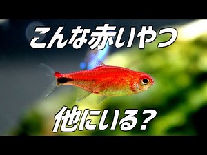 めちゃくちゃ真っ赤な超小型美魚を導入。#178【アクアリウム】