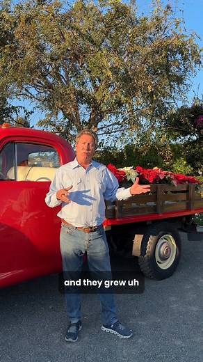Before the ranunculus fields became a spring tradition, the poinsettia defined winter in North County. Albert Ecke began growing them in 1909, and his son, Paul Ecke Sr., took them to the next level—moving to Encinitas, strengthening the plants, and promoting them through national media. A coastal North County story that blossomed into a worldwide holiday tradition. ❤️🎄 📍: Carlsbad, CA | The Flower Fields