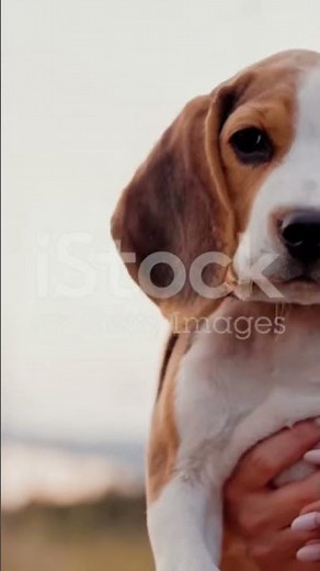 How to Actually Train Your Dog (The Right Way) #DogTraining #Puppies