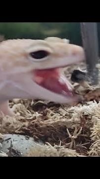 Feeding My Leopard Gecko