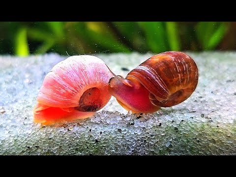 🐌Ramshorn Snails Snailing Around🐌