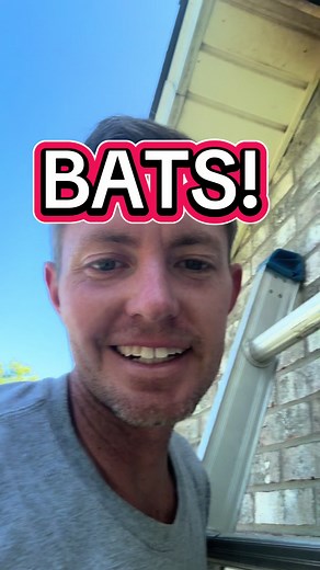 Effective Bat Exclusion Techniques for Homeowners