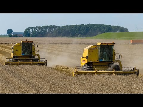 The best combine ever build? | 2x New Holland Clayson 8080 | Classic wheat harvest