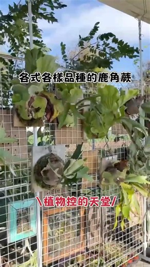 海賊庄休閒農場｜嘉義鹿角蕨上板工作坊