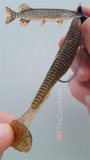 Secret trick to rig 4" paddle tails on an offset hook!