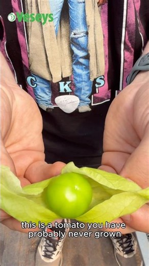 This is a tomato you've probably never grown... #shorts #tomatogarden