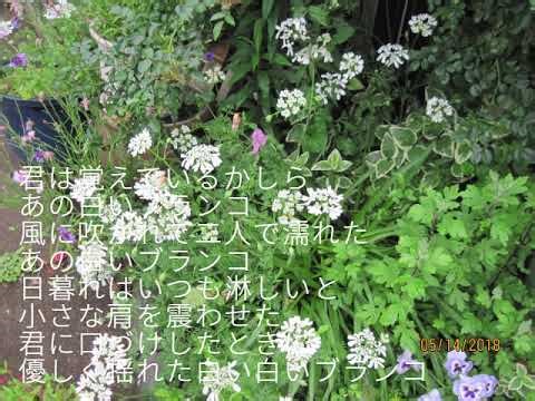 昭和の歌３６３４＃白いブランコ ビリーバンバン