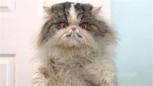 Cats wake owner with epic Christmas morning chaos