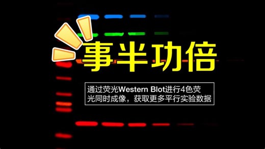 高通量Western Blot全流程解决方案：自动化操作与精准检测技术解析
