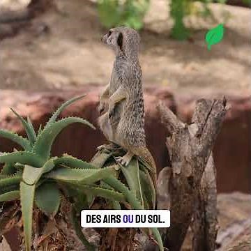 LA SURICATE : L'Adorable Sentinelle du Désert 🏜️ (Le Système de Sécurité le Plus Mignon du Monde)