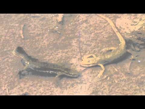 Triton palmé - Palmate newt (parade nuptiale)