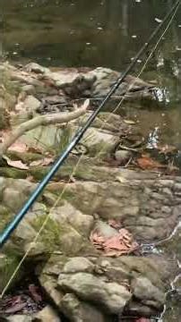 Small Creek FULL Spangled perch? (I thought they were bass)