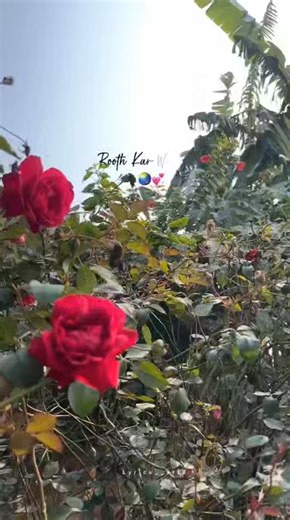 ‎سلمـᷡــᷧــᷟــᷞــᷧــᷤــان‎ on Instagram: "Wo pyar pyar pyar pyar 🤣🤣🤣🤣,@arifprince7 @arif.prince07_fc @arif_prince7 @arifprince76 @arif____prince7 @aapkadharam @roshnimisbah @akshe__kumar @mosalah @nawab_6321_ @beingsalmankhan @badgalriri @varundvn @imsanjusamson @virat.kohli @champagnepapi @imajazkhan"