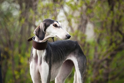 Saluki Facts You May Not Know