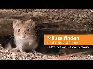 How do you find mice and how best to photograph them? Tips and procedures. Tutorial