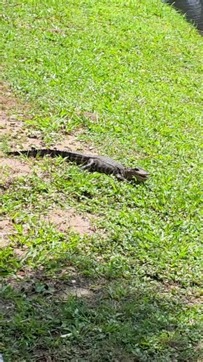 🎥🐊 Gator Watch at Mad Gator Grill 🐊🎥 It’s not just the food that draws a crowd around here. Our deck overlooks the water where gators are often seen cruising by, and turtles love to hang out too. Grab a drink, kick back, and enjoy the show. At Mad Gator Grill, the views come with a little wild side. 👀🌊 Have your own gator sighting? We’d love to see it. 📸 Tag us and share your pics or videos from the deck. 📍 Waterfront dining at Barefoot Landing #MadGatorGrill #GatorSighting #BarefootLand