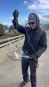 Crabbing basics How to use a foldable crab trap #crabbing #fishingtips #outdoors #lesson #astoria