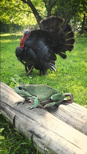 Is This The World's Scariest Frog?