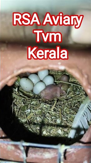 #java sparrow #chicks #home #kerala #birds #tvm