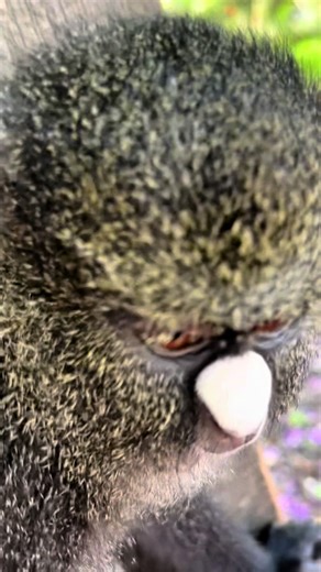 Là où la nature sublime vos plus beaux moments @L’OLIVIER FLEURI OFFICIEL vous propose un cadre idéal pour mariages et événements d’exception✨. #mariage #evenement #tiktokgabon🇬🇦tiktok