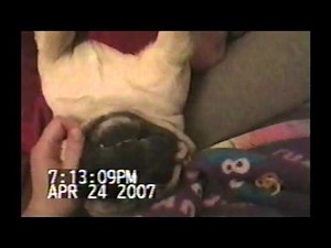 Pug screams like a human while getting his nails clipped