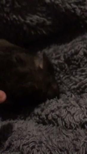 I GOT A RAT HIS NAME IS MASTER SPLINTER SPAM HIS NAME IN THE CHAT #petshorts #rats